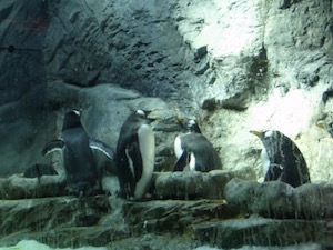 四匹のペンギン