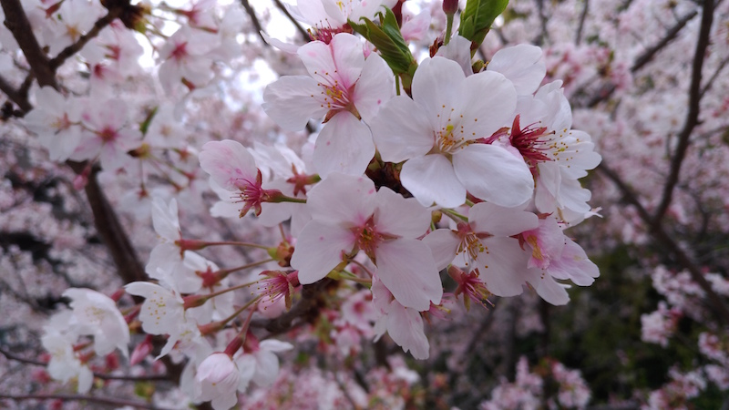 散りゆく直前の桜