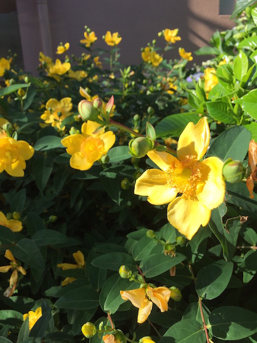 朝日と黄色い花