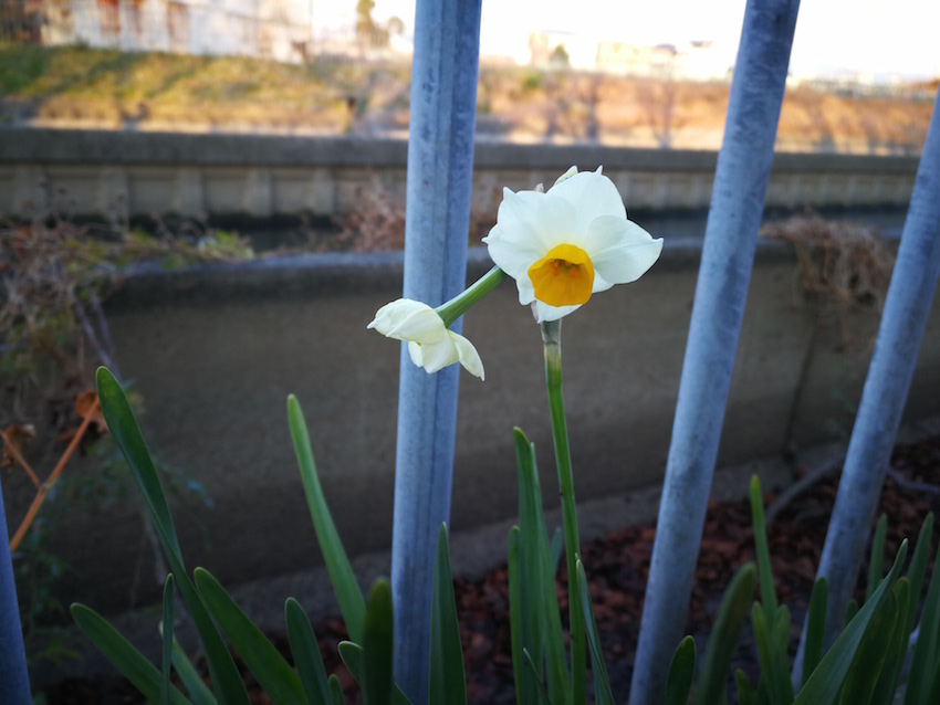 水仙 花