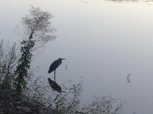 早朝の緑地公園にて