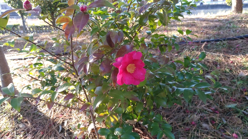 緑地公園植物園にて