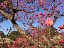 緑地公園の梅林　2018年3月7日