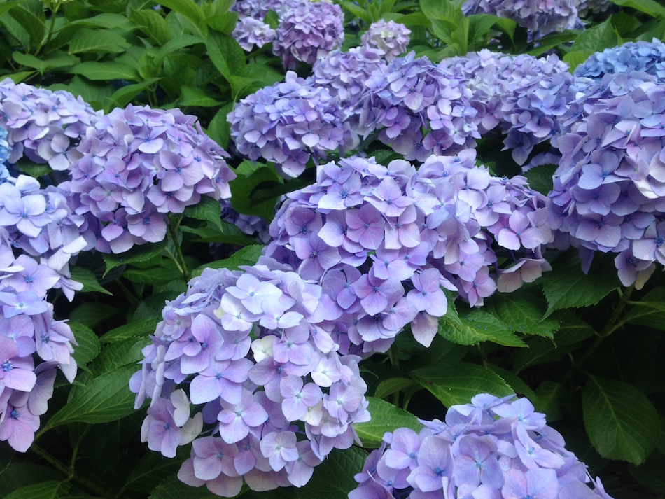 紫陽花 あじさい を見に行きました 鍼灸治療家集団 一鍼堂