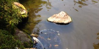 涼しげに池を泳ぐ鯉