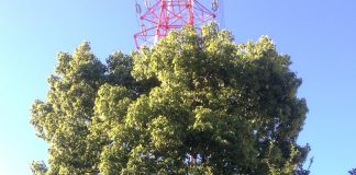 緑地公園駅前　大きな木と鉄塔