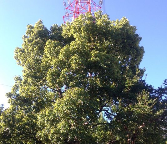緑地公園駅前　大きな木と鉄塔
