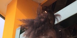 ヒヒーン(ワールド牧場にて)