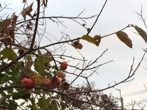 冬の空と柿の木