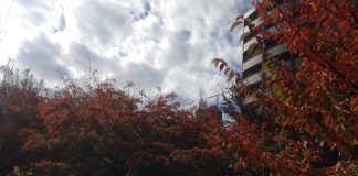 緑地公園駅前の公園（2日前の雨上がり）