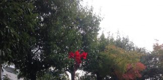 近所の公園にて　一輪の赤い花が目に止まりました。