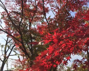 燃えるような紅葉　千里中央あたりにて