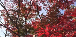 燃えるような紅葉　千里中央あたりにて