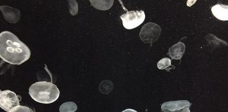 元旦から海遊館へ　幻想的なクラゲ展