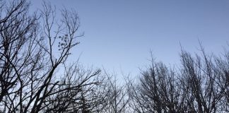 早朝の緑地公園を散歩