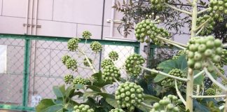 葉っぱも特徴的なヤツデ