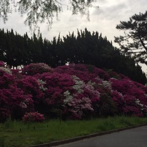 早朝の緑地公園のつつじ　