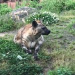 ハイエナ君近くで見るとかっこいい