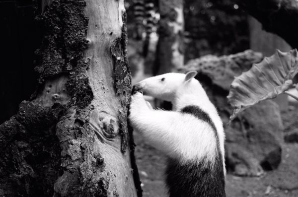 ミナミコアリクイ