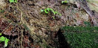 岩清水と苔