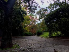 秋の緑地公園を散歩する