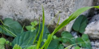 ヒメオドリコソウ