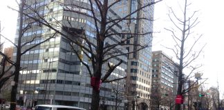 イチョウの木　葉や実が落ちて寒々しさが伝わってきます。