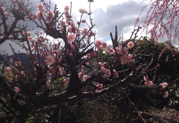 梅の花。天候が不安定でしたが、そのせいか、何か迫力のようなものを感じました。