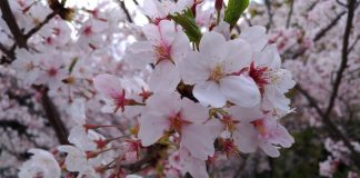 桜（数年前のものですが）