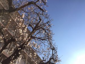 咲き始めた近所の桜