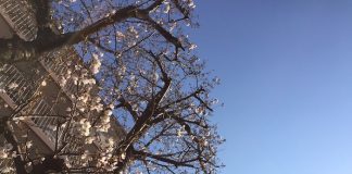 咲き始めた近所の桜