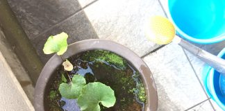 植物の水やり
