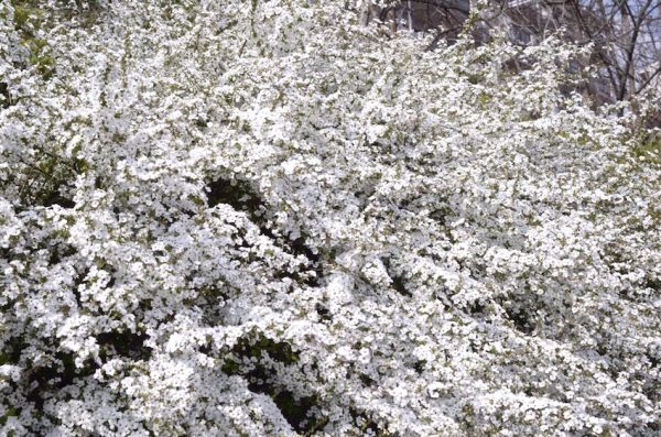 近所の公園にて