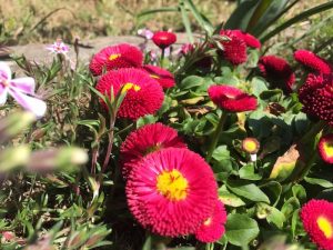 昆虫の目線から花を見る