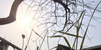 伸び始めた風知草