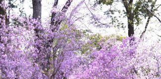 コバノミツバツツジ