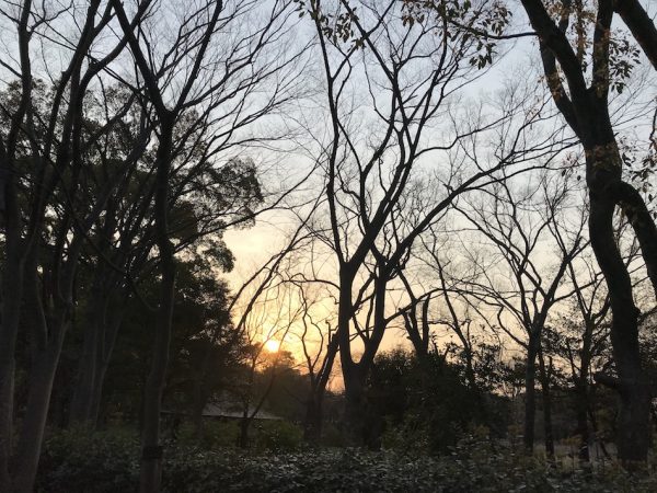 森からの夕焼け。最近、西の空が綺麗です。