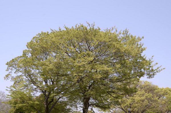 万博記念公園にて