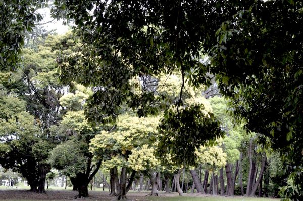 自宅近くの公園にて