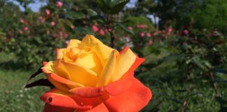 緑地公園円形花壇のバラ