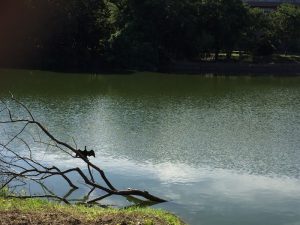 緑地公園の池と水鳥