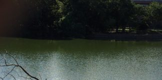 緑地公園の池と水鳥