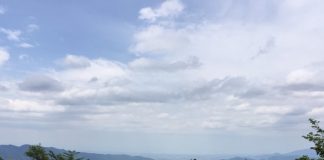 山上に咲くアジサイ