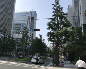 6月初　近所にて