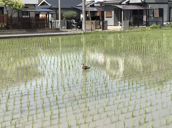 「今年も注目も的だぜ」などと言っているのかも知れません