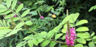 生垣のコマツナギ