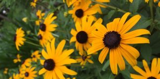 ルドベキア・ヒルタ　緑地公園の花壇にて