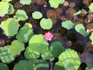 蓮の花　緑地公園にて