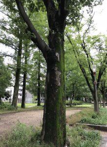 公園にて