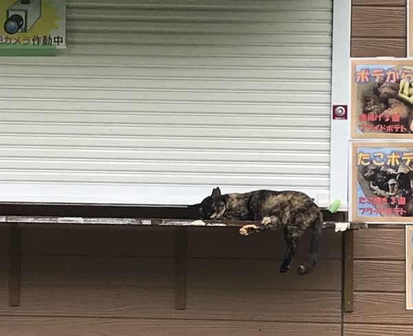 雨上がりの道の近くにある屋台にて。地面がぬかるんでいるので、カウンターで昼寝をすることにしたのでしょう。